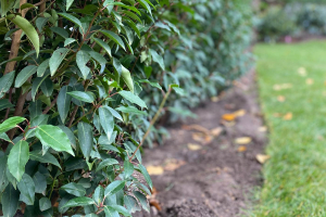 Gartenpflege im Herbst