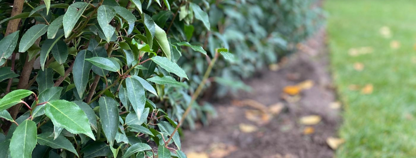 Gartenpflege im Herbst